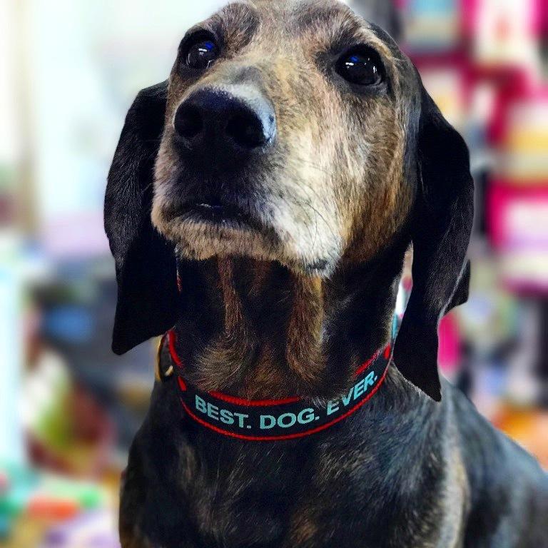 Best Dog Ever Dog Collar