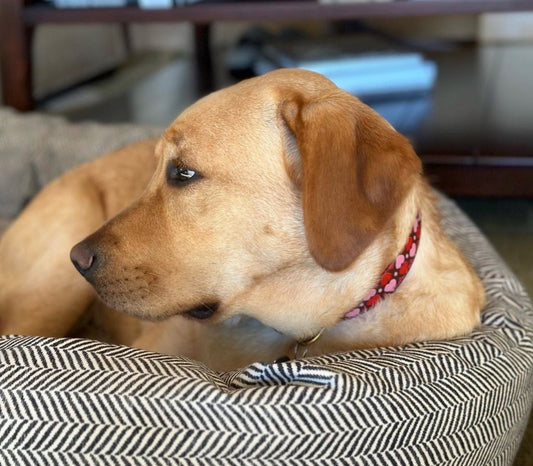 All Hearts Dog Collar