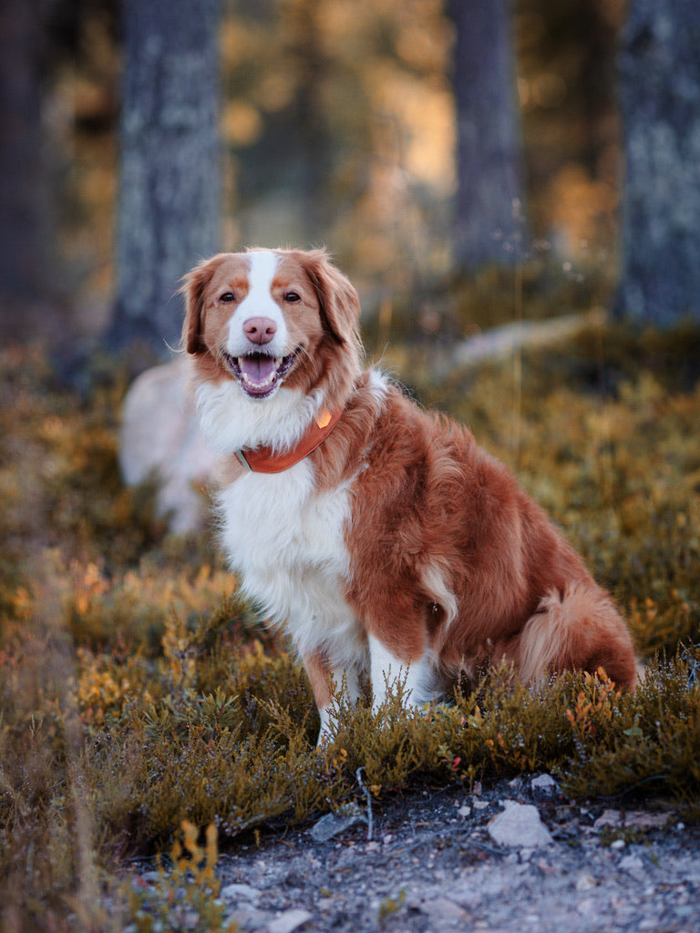 Alpha 360 Dog Collar Terracotta Mix