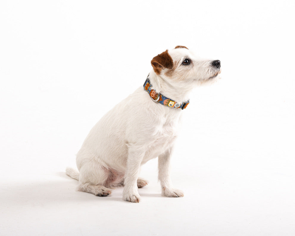 Nightless Night Dog Collar