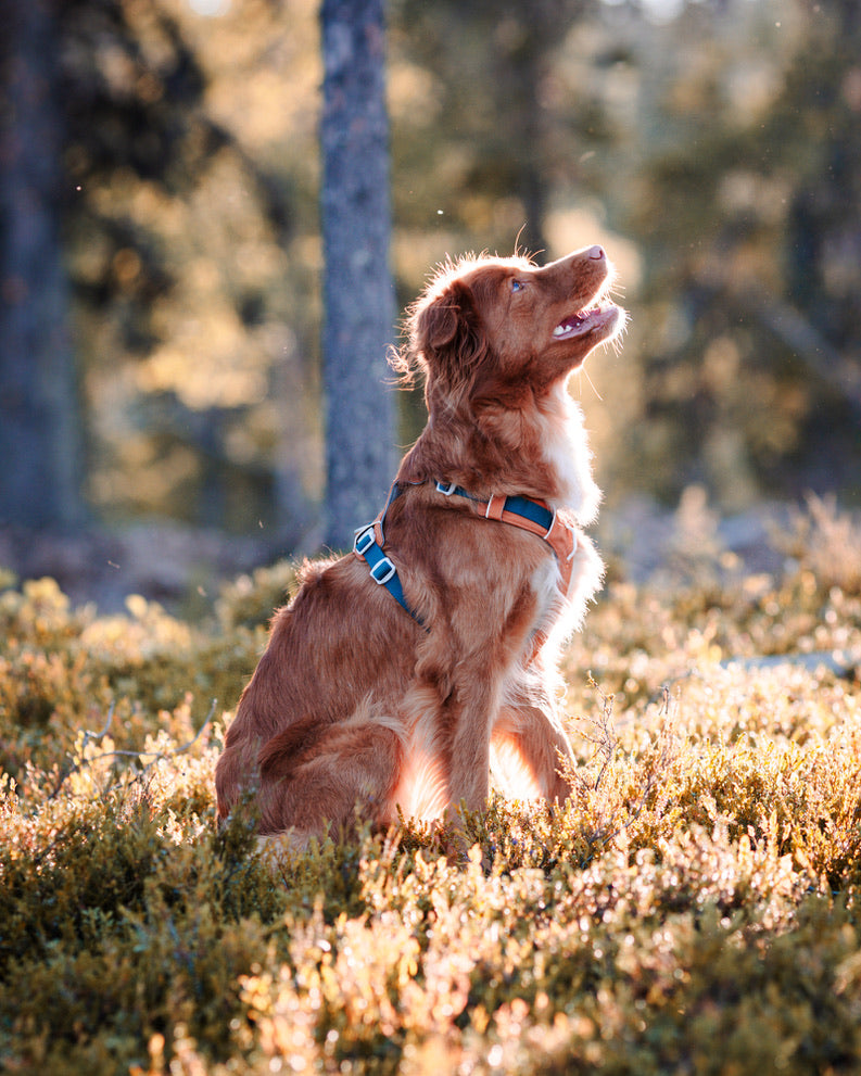 Alpha 360 Dog Harness - Terracotta Mix | Sustainable & "Easy-On" Design