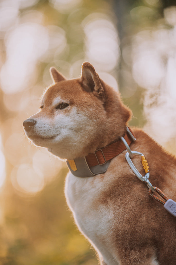 Rope Dog Leash Terracotta