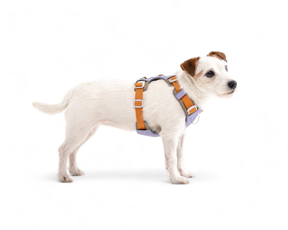 Alpha 360 Dog Harness - Lavendar Mix | Sustainable & "Easy-On" Design