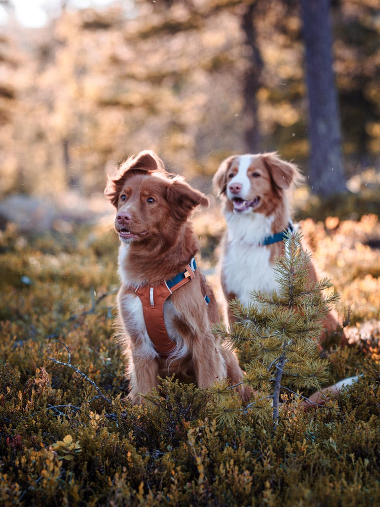 Alpha 360 Dog Harness - Terracotta Mix | Sustainable & "Easy-On" Design