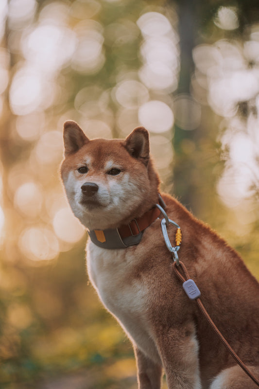 Rope Dog Leash Terracotta