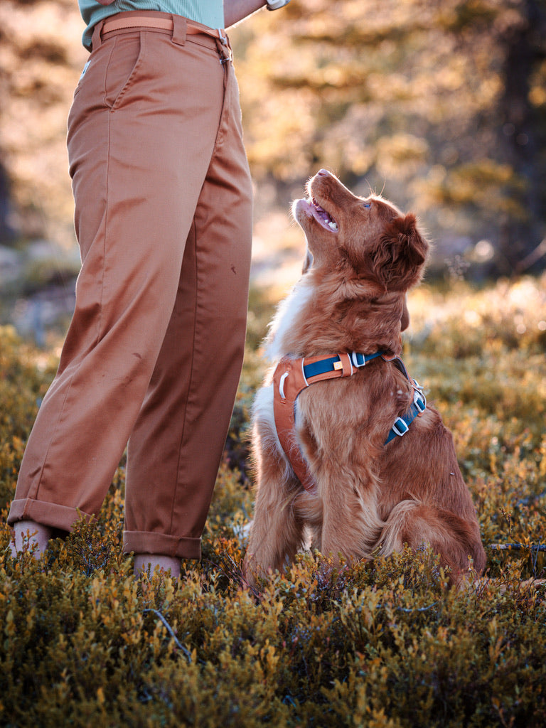 Alpha 360 Dog Harness - Terracotta Mix | Sustainable & "Easy-On" Design