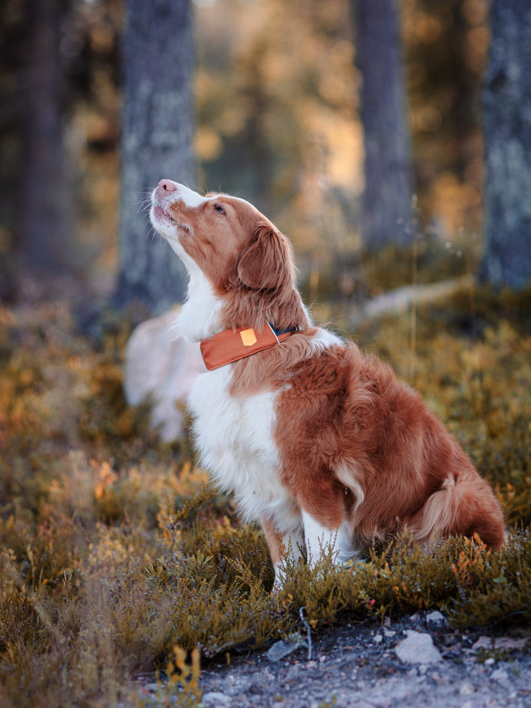 Alpha 360 Dog Collar Terracotta Mix