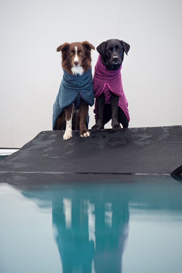 Two dogs wearing Pomppa Bathing Coats in midnight and plum colors - Premium Dog Drying Robes available at Canine Curiosity Store Ireland