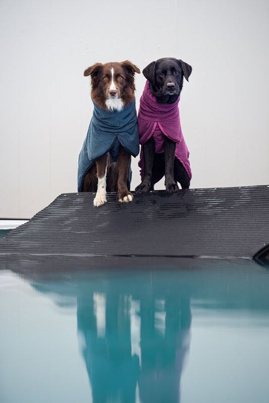 Two dogs wearing Pomppa Bathing Coats in midnight and plum colors - Premium Dog Drying Robes available at Canine Curiosity Store Ireland